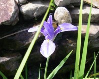 iris virginica 4-11.jpg